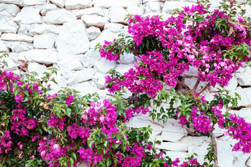 Panele Szklane  Purple bougenville flowers with white brick background