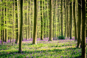 Spring in "The Blue Forest", the Hallerbos national park, Flanders, Belgium. Purple carpet of blooming bluebells and Sequoia trees