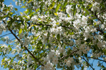 apple blossom