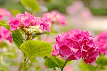Fototapeta na wymiar GRUPO DE HORTENSIAS ENTRE LAS PLANTAS Y HOJAS DEL JARDÍN Y BOKEH, flor, rosa, naturaleza, huerta, florecer, primavera, hojas, hermoso, color, morada