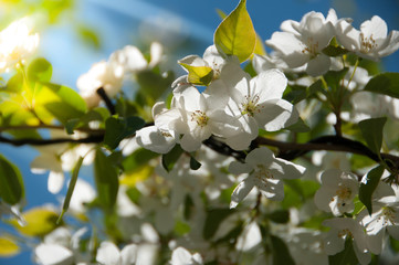 apple blossom