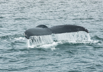 Obraz premium Humpback Whale Tail Fluke, Megaptera Novaeangliae, Southeast Alaska