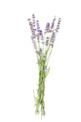 lavender flowers bunch blossoms - lavandula angustifolia on white background. Essential Organic Lavender Oil