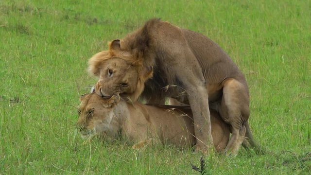 Mating Lion in Masai Mara