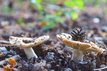 Beautiful closeup of forest mushrooms. Gathering mushrooms with blurred background..