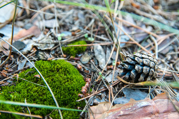 Autumn in forest. Background of needles on ground. Pine cones and moss on woodland floor in soft focus. .