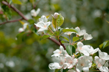 apple blossom