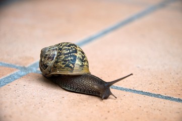 snail walking after a rainy day