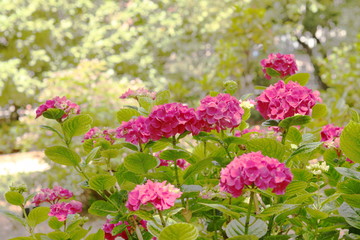 CAMPO LLENO DE HORTENSIAS CON UN MANTO DE FLORES BLANCAS DE FONDO
