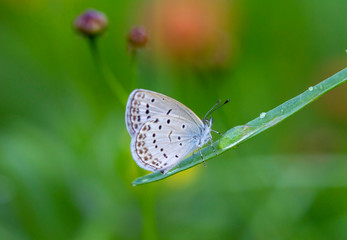 butterfly on a flower