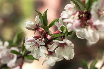 spring cherry blossoms