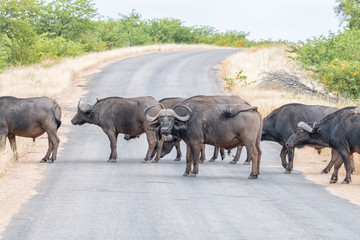 Herd of Cape buffaloes, Syncerus caffer, crossing a road