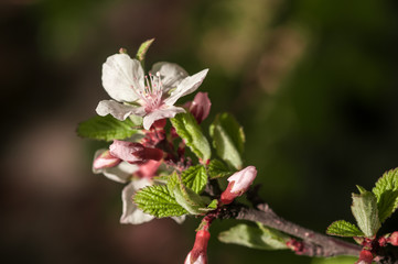 spring cherry blossoms