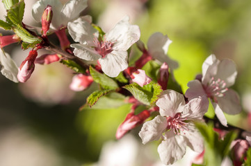 Fototapeta premium spring cherry blossoms