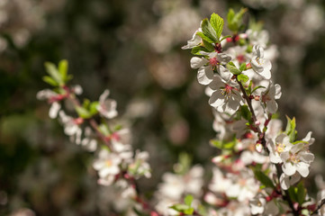 spring cherry blossoms