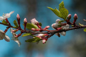 spring cherry blossoms