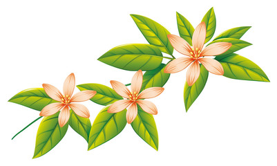 Beautiful flowers and green leaves on white background