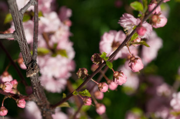 branch of a blooming plum in spring