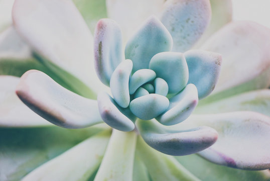 Close up of an echeveria opalina
