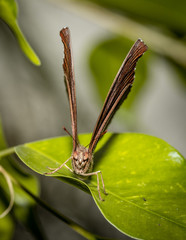 Farfalle, lepidotteri, volare, 