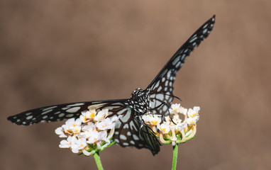 Farfalle, lepidotteri, volare, 