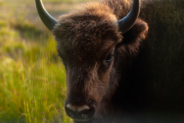 Big brown bison close-up on a background of nature.