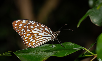 Farfalle, lepidotteri, volare, 