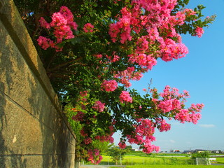 朝の百日紅咲く風景