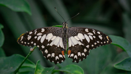Farfalle, lepidotteri, volare, 