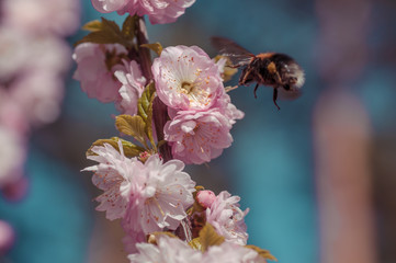 branch of a blossoming plum in the spring