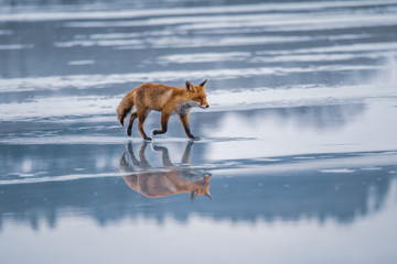 Fototapeta premium Red fox (Vulpes vulpes) with a bushy tail hunting in the snow in winter in Algonquin Park in Canada