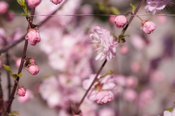 branch of a blooming plum in spring