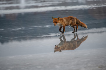 Red fox (Vulpes vulpes) with a bushy tail hunting in the snow in winter in Algonquin Park in Canada