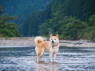 柴犬の川遊