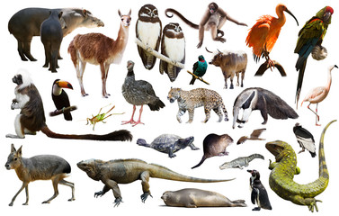 south american animals on white