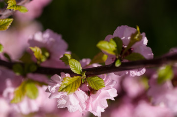 branch of a blooming plum in spring