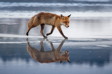 Red fox (Vulpes vulpes) with a bushy tail hunting in the snow in winter in Algonquin Park in Canada