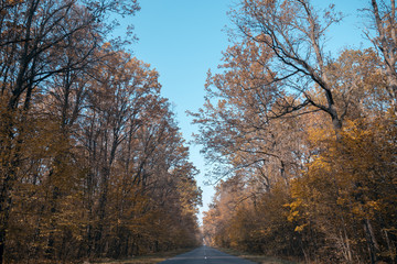 Fototapeta premium Road in the autumnal forest