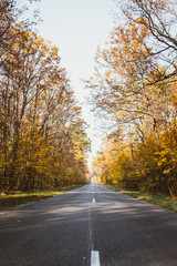 Fototapeta premium Road in the autumnal forest