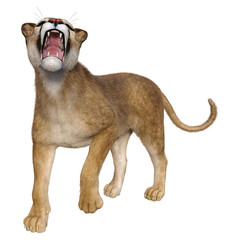 3D Rendering Big Cat Puma on White