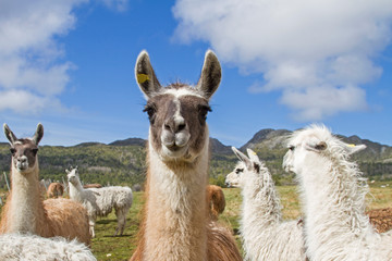 Lamas in Norwegen