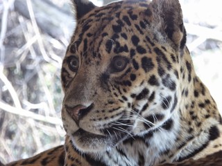 Jaguar Eyes