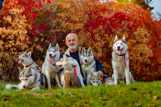 A man and a pack of dogs are sitting on the grass. Seven Siberian Husky in the photo. A lot of dogs and an old man. Cayur and his pack of Husky.