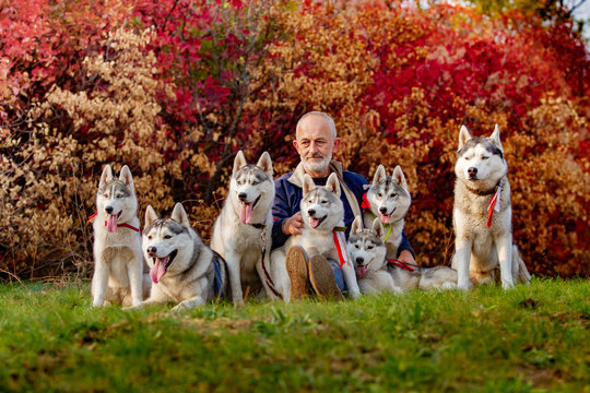 A man and a pack of dogs are sitting on the grass. Seven Siberian Husky in the photo. A lot of dogs and an old man. Cayur and his pack of Husky.