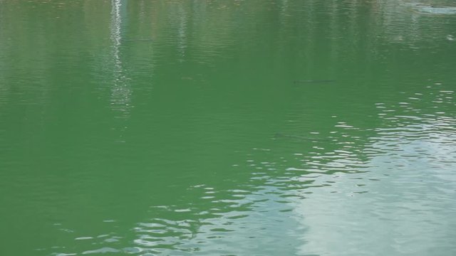trout floating in a mountain lake carefully explore in search of food