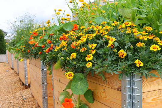 Hochbeet mit Tagetes