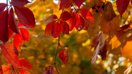 Trees covered with colorful fall foliage.