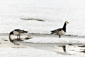 Bernache nonnette, Branta leucopsis, Barnacle Goose, Norvège, Spitzberg, Svalbard