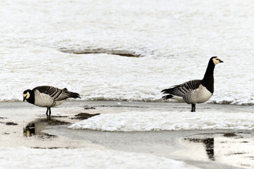 Fototapeta premium Bernache nonnette, Branta leucopsis, Barnacle Goose, Norvège, Spitzberg, Svalbard