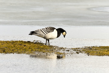 Bernache nonnette, Branta leucopsis, Barnacle Goose, Norvège, Spitzberg, Svalbard